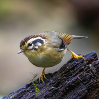 Rufous-winged Fulvetta